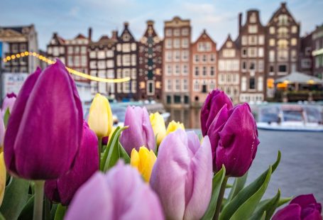 flowers beside the amsterdam