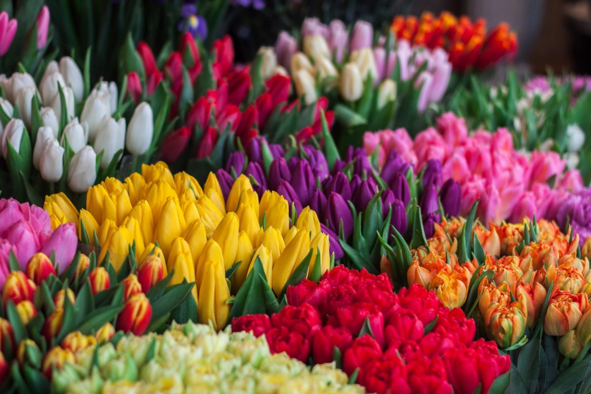 When Do Tulips Bloom in Amsterdam?